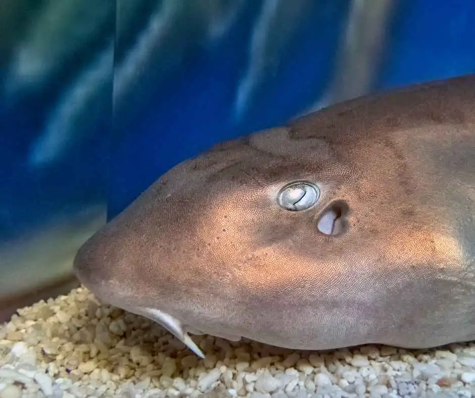 Bamboo shark