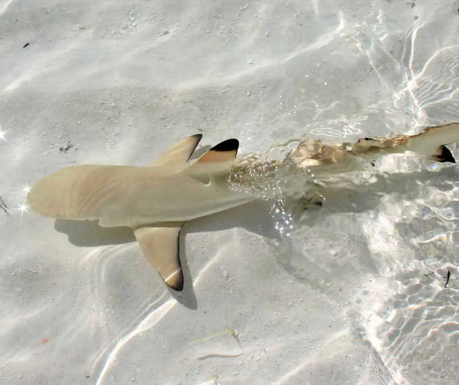 Blacktip Shark To Keep