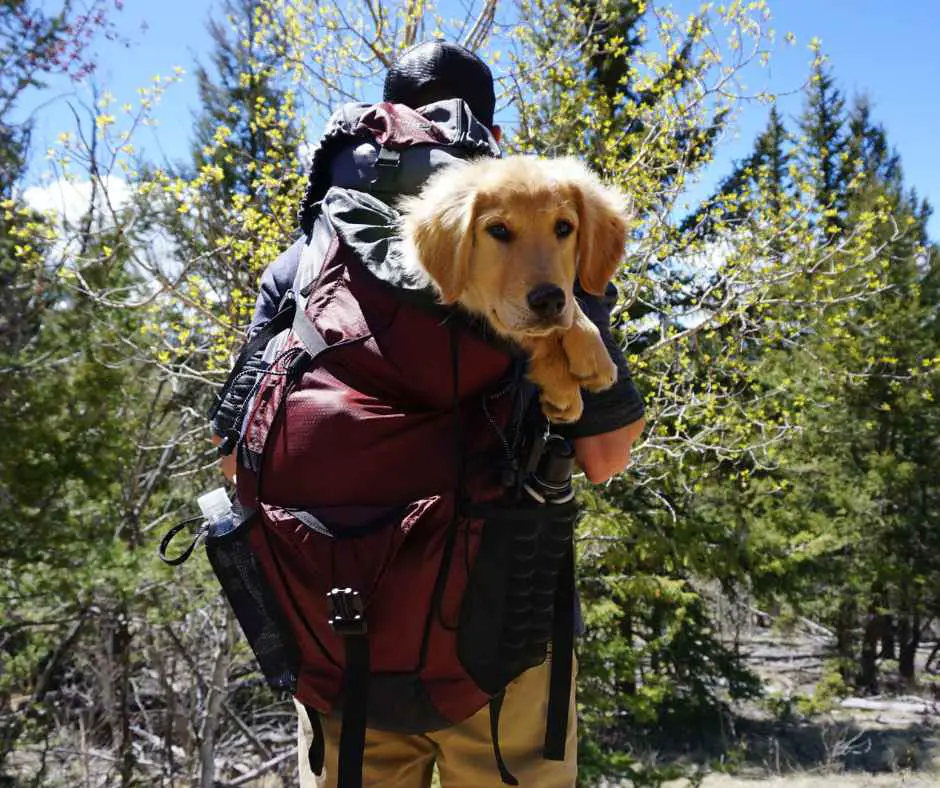 Man Carrying a Dog in a Backpack