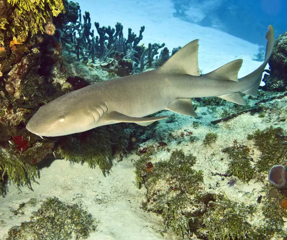 Nurse shark