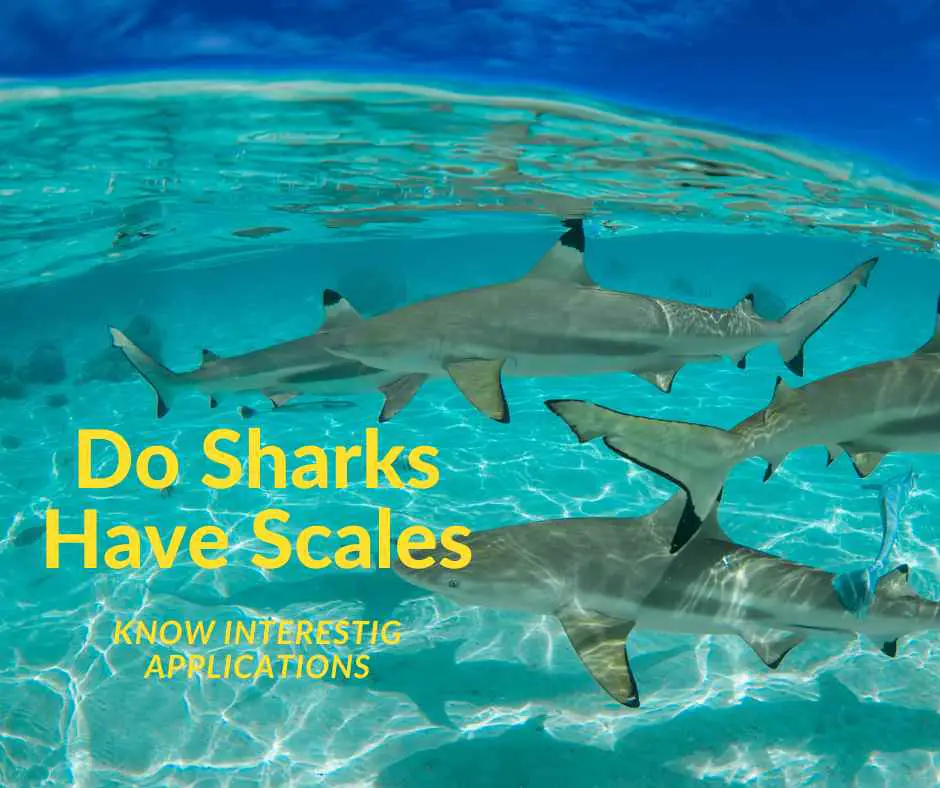 Shark scales info