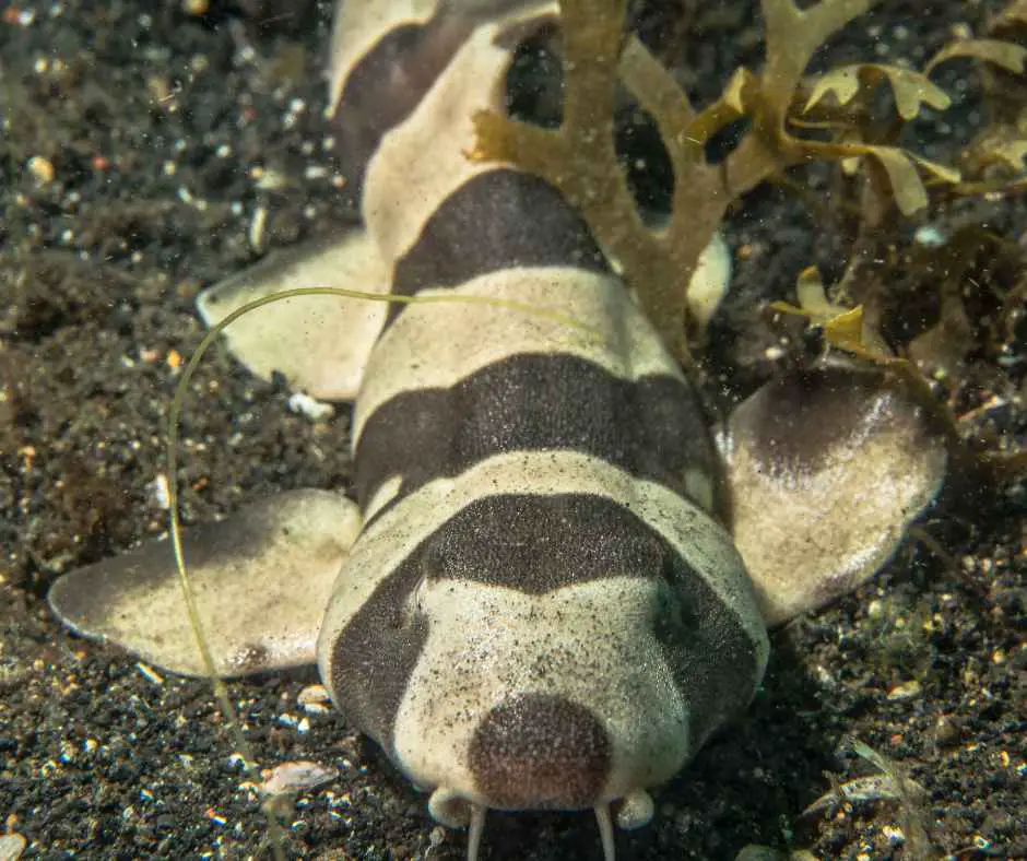White spotted Bamboo shark