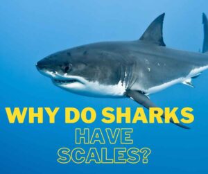 Why Do Sharks Have Scales? - Petyfied