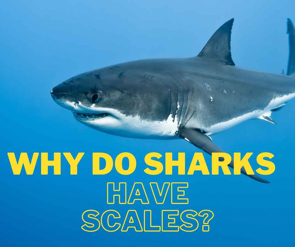 Why Do Sharks Have Scale