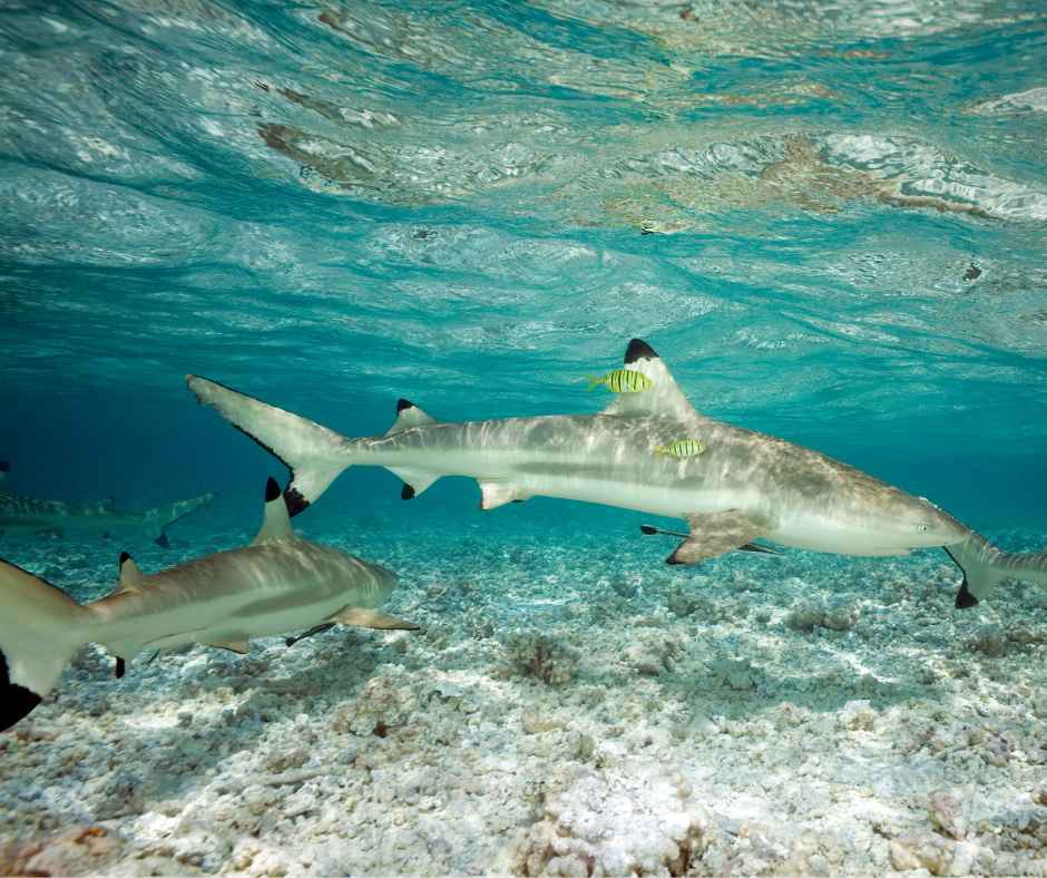 appearance of the Blacktip Shark