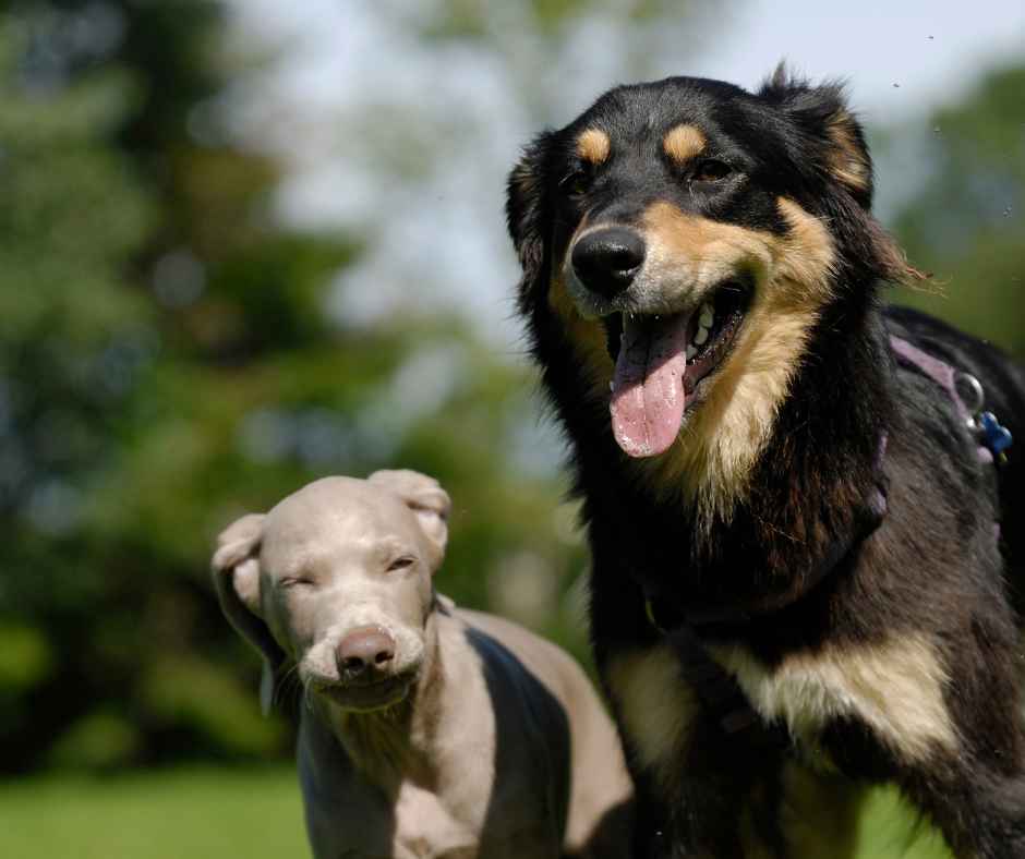 big and a small dog showing temperament