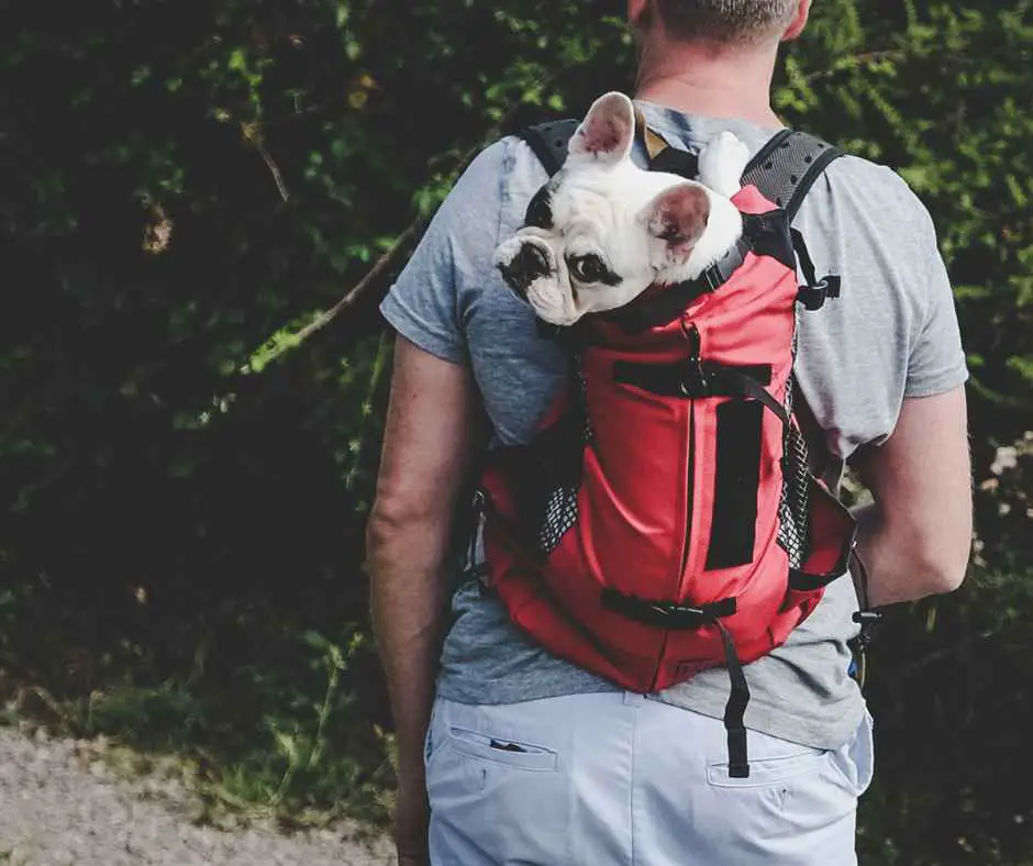 A man carrying a dog in a backpack while walking outdoors.