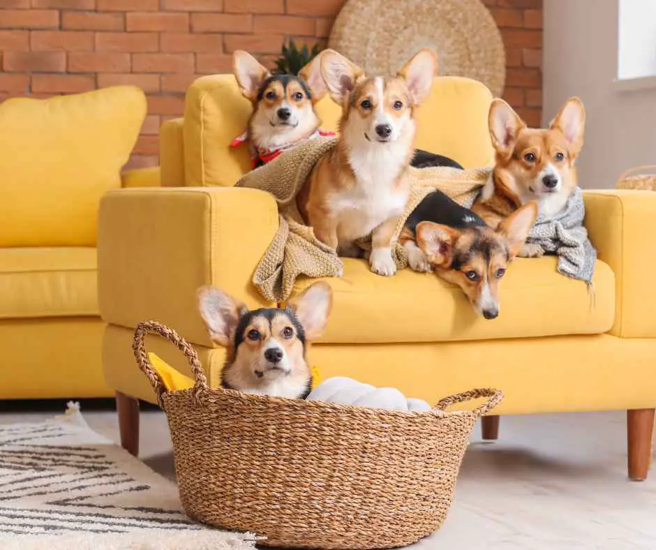 five friendly dogs on a couch