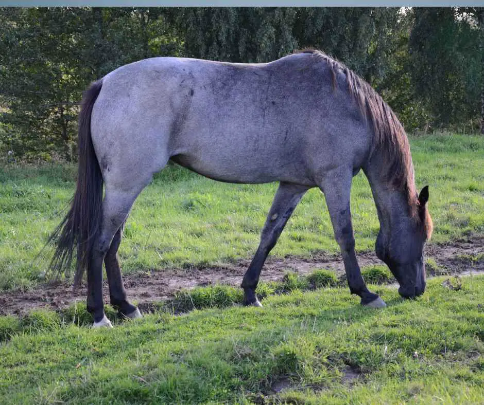 grey horse grazing