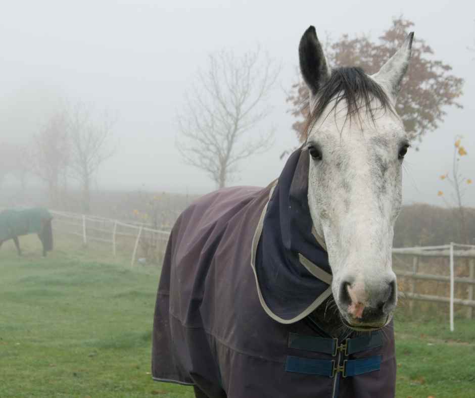 grey horse in a blanket