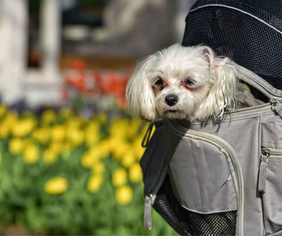 carrying pup in a backpack