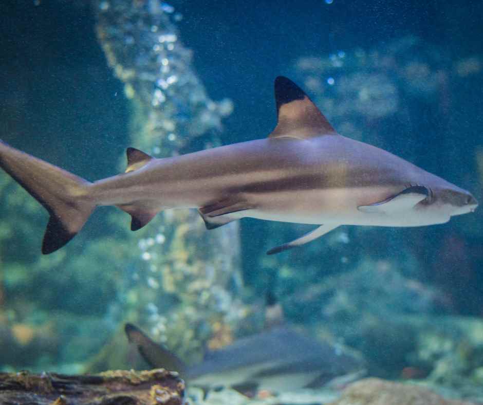 Pet Sharks for Home Aquariums