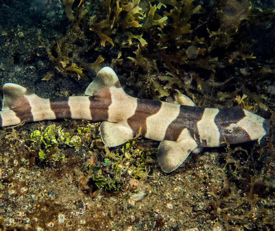 brown banded shark tank size