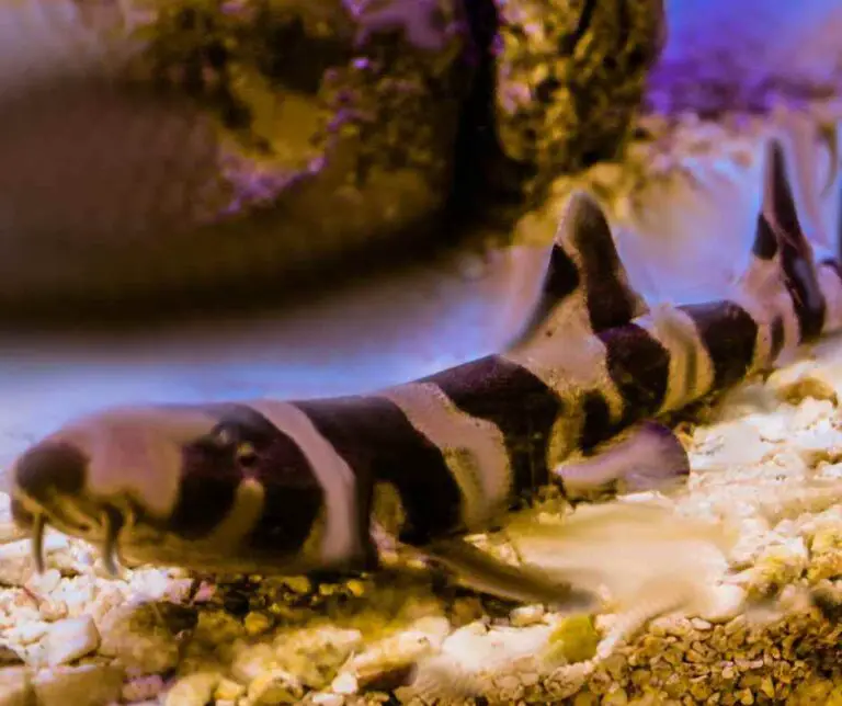 White Spotted Bamboo Shark All You Need to Know Petyfied