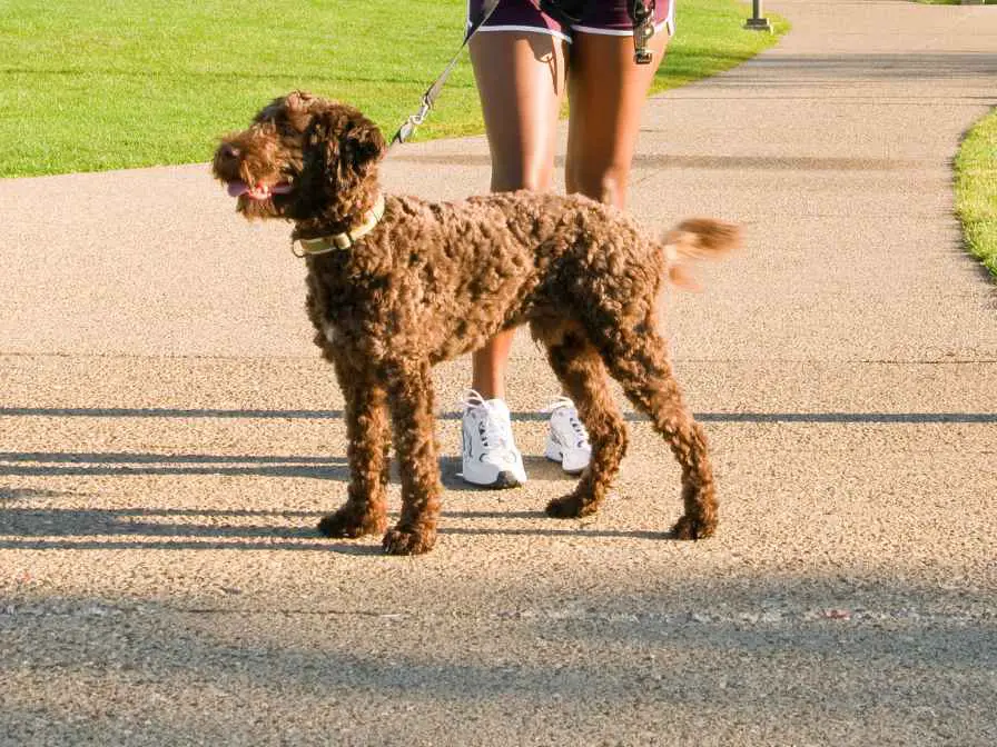 Barbets Good Family Dogs