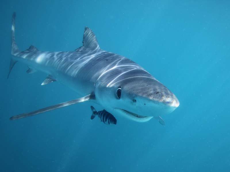 Blue Shark and Pilot Fish