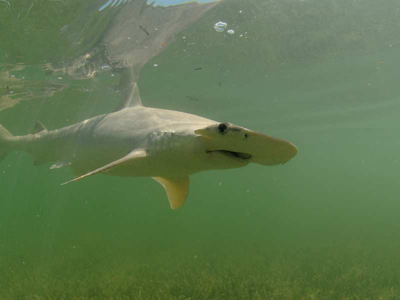 Bonnethead Shark | Do Sharks Eat Plants