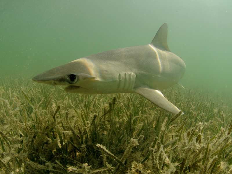 Bonnethead Shark Swimming Near the Grass