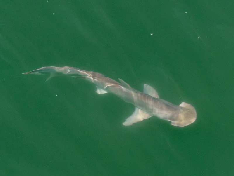 Bonnethead Shark Swimming