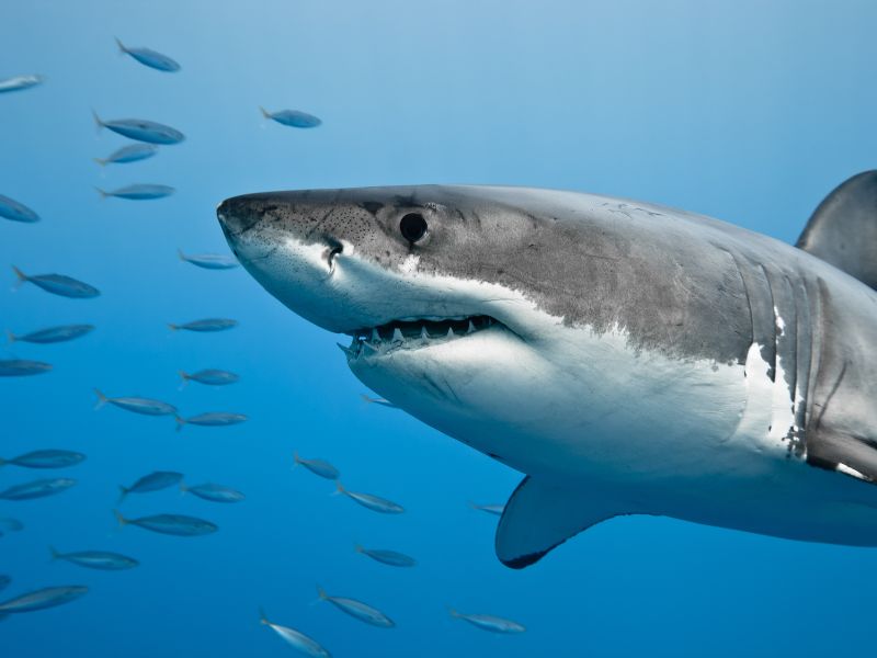 Great White Shark | Do Sharks Hunt at Night
