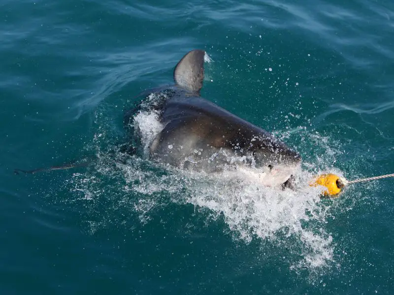 Great White Shark Eating Bait - Do Sharks Eat at Night?