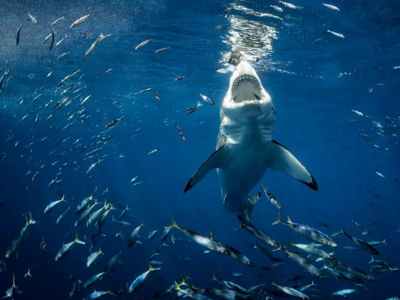 Great White Shark Hunting Small Fishes at Night