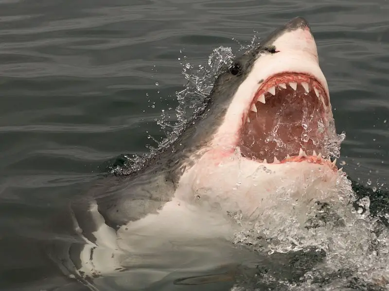 Great White Shark with open mouth