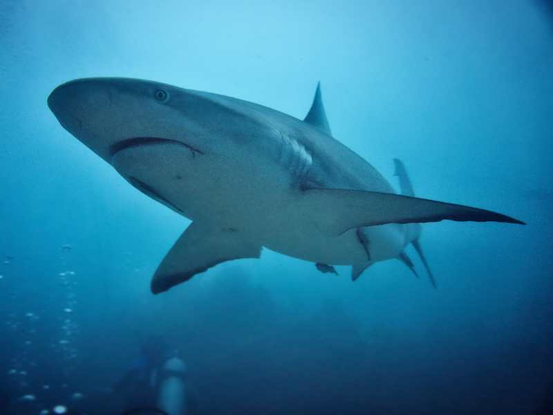 Close up Shot of Grey Reef Shark