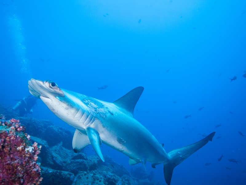 Hammerhead Shark | Do Sharks Eat Plants