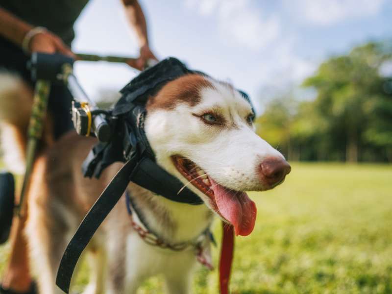 Limping Siberian Husky Dog - How Dogs Cry for Help