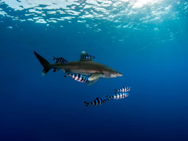 Oceanic White Tip Shark with Pilot Fishes