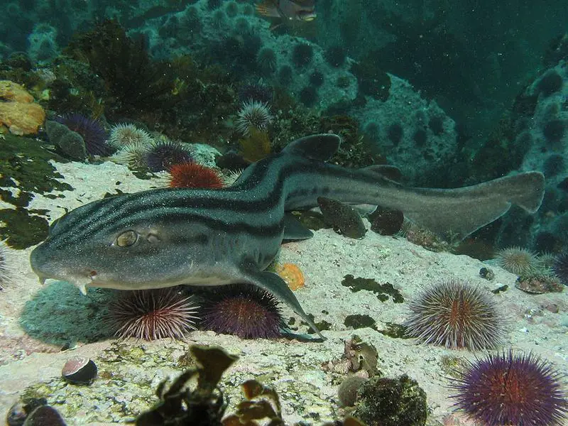 Pajama Shark (Poroderma Africanum) 