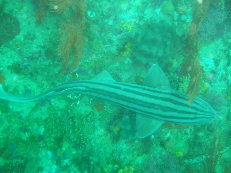 Pajama Shark or Catstriped Shark in deep water