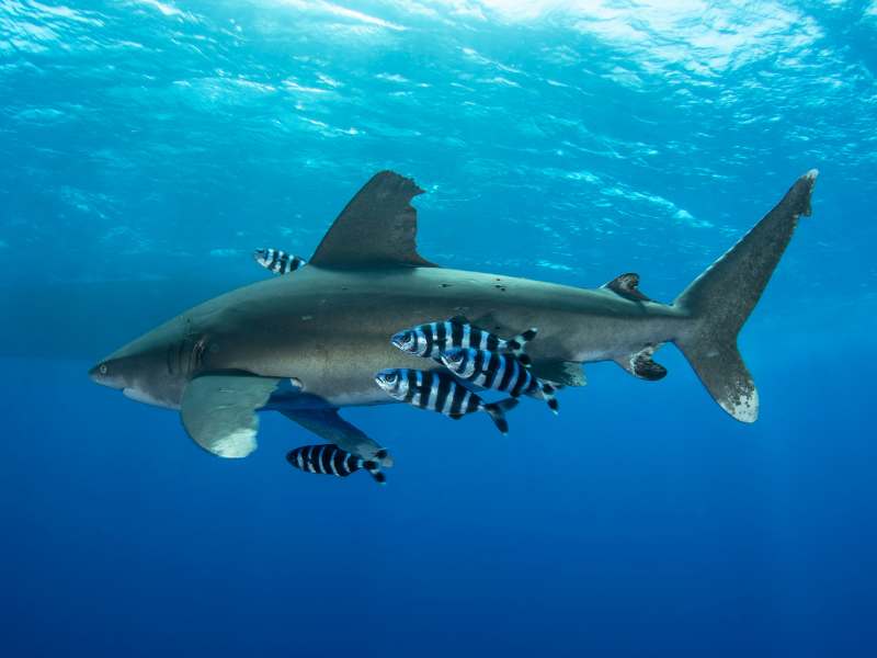 Pilot Fishes Swimming alongside Shark | Do Sharks Eat Pilot Fish?