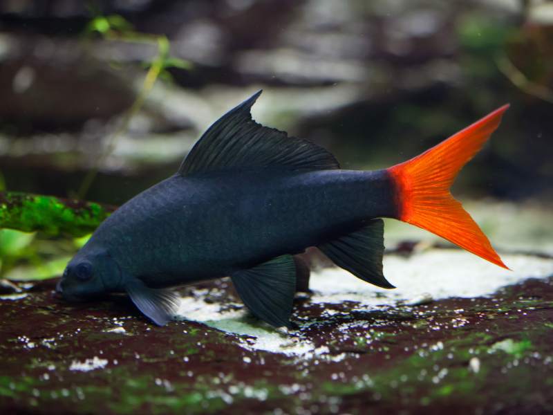 Red-tailed Black Shark