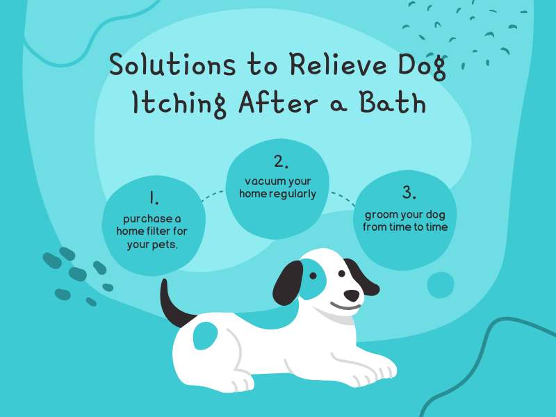 Solutions to relieve dog from itching after a bath infographic.