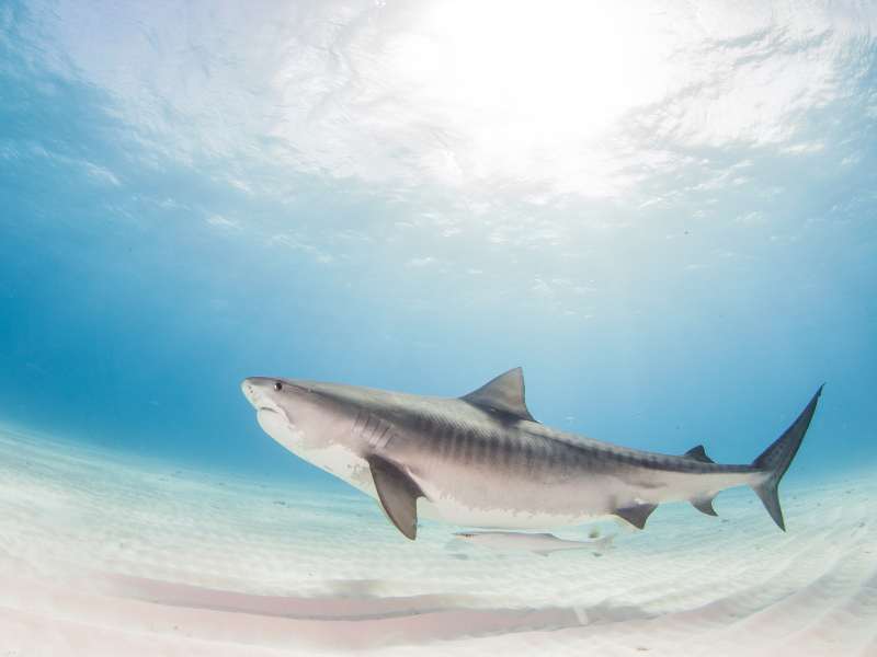 Tiger Shark - Hot Water Shark