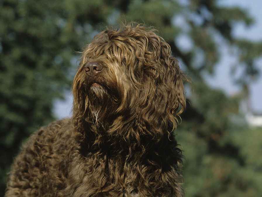 What is a Barbet dog