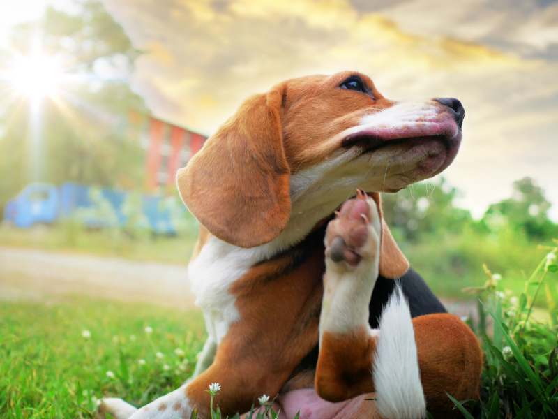 beagle dog scratching body on green grass outdoor in the park on sunny day