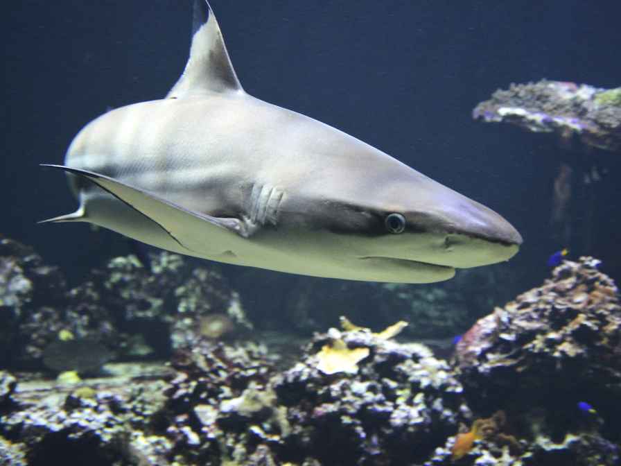 female Shark From a Male