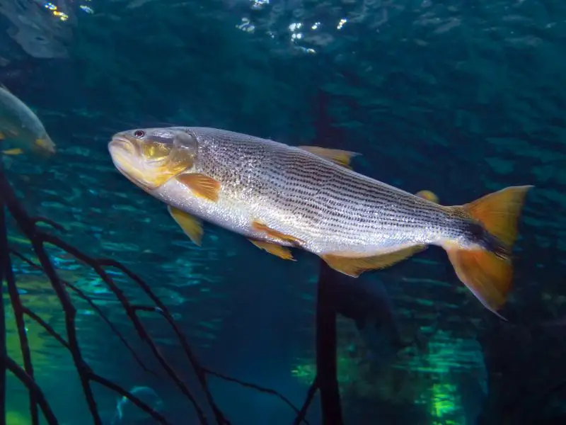 African Tiger fish