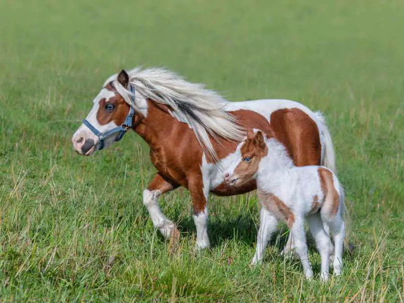 American Miniature Horse, Skewbald mare and foal in summer meadow.