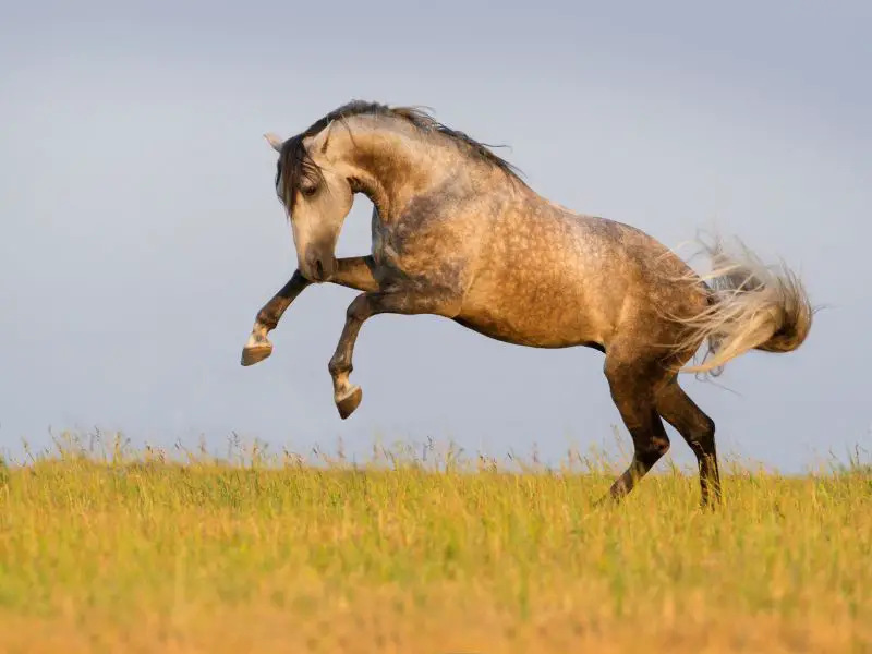 Beautiful Andalusian horse run gallop in the meadow