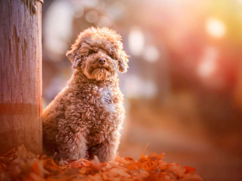 Rare Apricot toy poodle puppy in autumn in leaves in the park