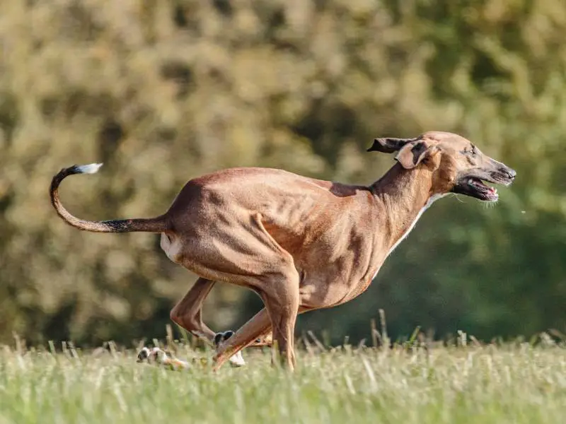 Azawakh Dog running in the field