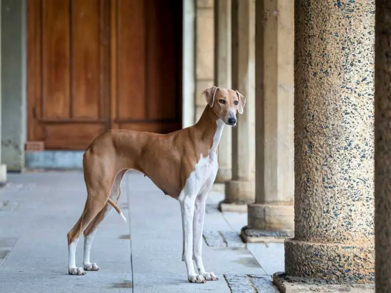 Azawakh pet dog standing amongst columns of an old historic building.