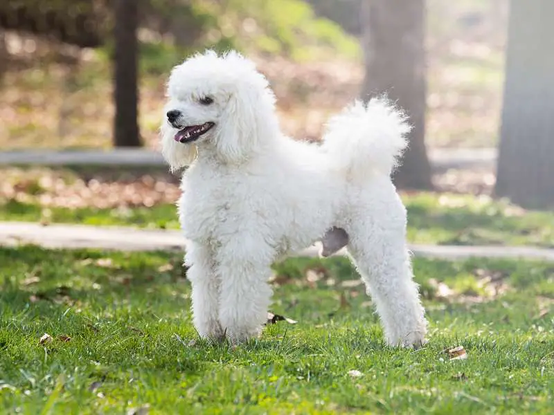 Beautiful white poodle in the grass.