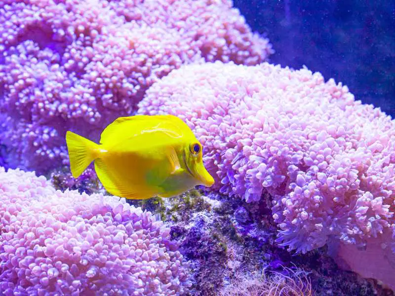 Beautiful Zebrasoma Fish in Saltwater Aquarium