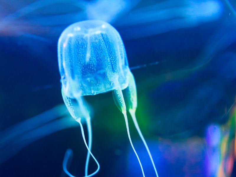 Box Jellyfish (Most Dangerous Fish in The World)