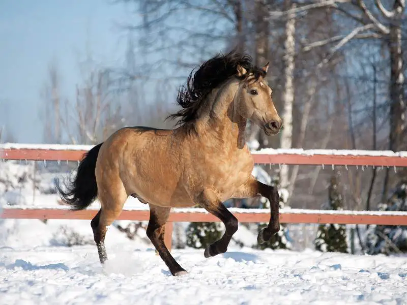 Wild Bucksin Lusitano in winter